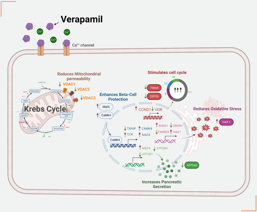 verapamil